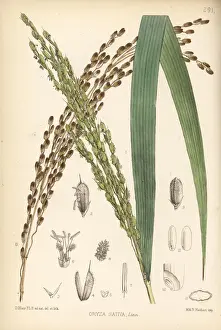 Rice, Oryza sativa