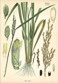 Rice, Oryza sativa