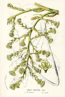 Aralia Gallery: Rice-paper or pith-paper plant, Tetrapanax papyrifer