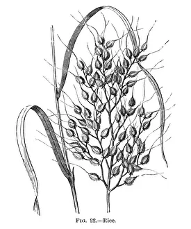 Grows Prints: Rice on the Plant