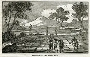 Coolie Prints: Rice Plant - planting young rice