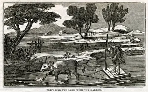 Rice Plant - preparing land with harrow Rice Plant - preparing land with harrow