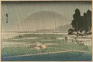 Rice planting in rain