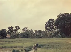 Paddy Prints: Rice - pulling paddy seedlings - Rangoon