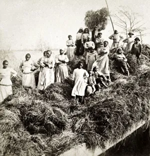 Images Dated 19th March 2019: A rice raft - west of Georgetown, South Carolina, USA