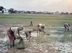 Transplanting Prints: Rice - transplanting paddy - Rangoon