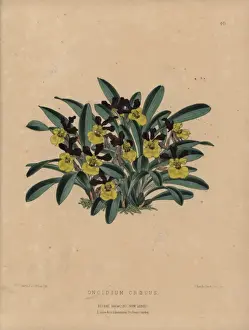 Blooming Prints: Rich blooming oncidium orchid with acid yellow