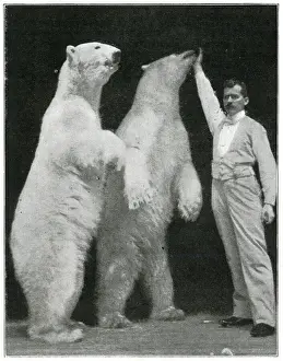 Hippodrome Prints: Richard Sawade and polar bears at the London Hippodrome
