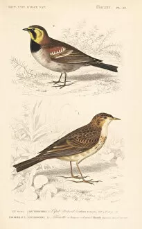 Anthus Gallery: Richards pipit and horned or Przewalskis lark