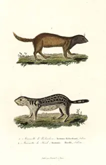 Rodent Prints: Richardsons ground squirrel and thirteen-lined