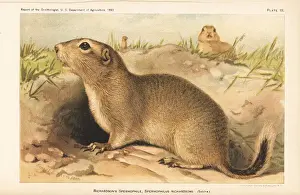 Ornithologist Prints: Richardsons ground squirrel, Urocitellus richardsonii