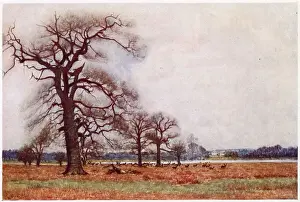 Richmond, Surrey: Richmond Park with the White Lodge Date: 1907