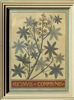 Ricinus communis, castor bean