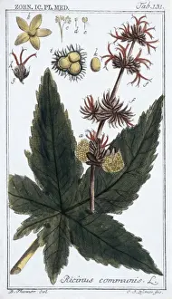 Ricinus communis, castor bean plant