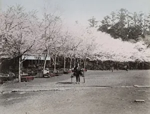 Ueno Prints: Rickshaw and cherry blossom in Ueno Park, Tokyo