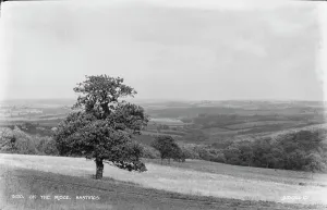 Overcast Prints: On the Ridge, Hastings