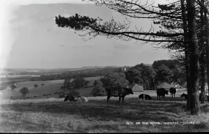 Cows Prints: On the Ridge, Hastings