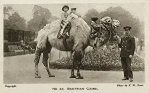 Riding on a Bactrian Camel - London Zoo