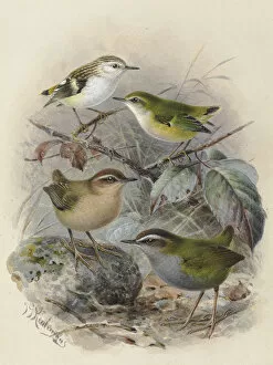 A History Of The Birds Of New Zealand Gallery: Rifleman, Bush Wren & Rock Wren
