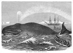 Whale Prints: A RIGHT WHALE