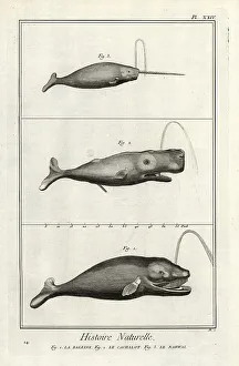 Encyclopedia Prints: Right whale, cachalot and narwhal