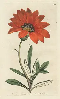 Rigid leaved gorteria, Gazania rigens