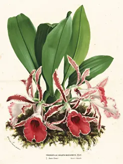 Crispa Prints: Rimmed trichopilia orchid, Trichopilia marginata