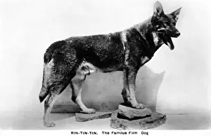 Rin Tin Tin