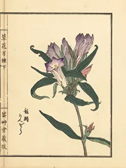 Rindou or Japanese gentian, Gentiana scabra