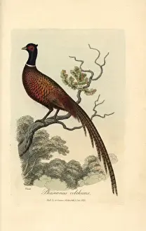 Graves Prints: Ring or common pheasant, Phasianus colchicus