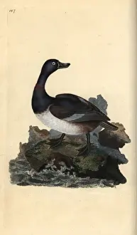 Edwarddonovan Prints: Ring-necked duck, Aythya collaris