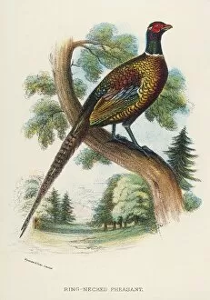 1896 Collection: Ring-Necked Pheasant