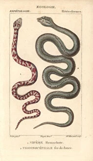 Ring-necked spitting cobra, Hemachatus haemachatus