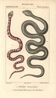 Necked Prints: Ring-necked spitting cobra, Hemachatus haemachatus