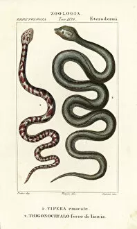 Ring-necked spitting cobra and Martinique lancehead