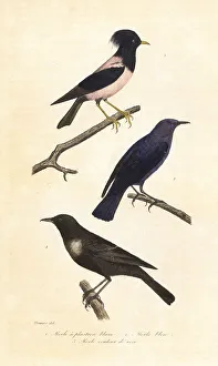 Achille Richard Prints: Ring ouzel, blue rock thrush and rosy starling