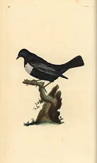 Ring ouzel, Turdus torquatus