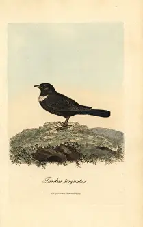 Torquatus Prints: Ring ouzel, Turdus torquatus