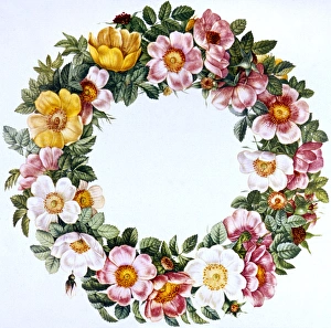 Images Dated 5th November 2015: Ring of Roses