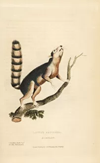 Ring-tailed ground squirrel, Notocitellus annulatus
