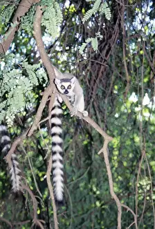 Lemur Prints: Ring-tailed Lemur