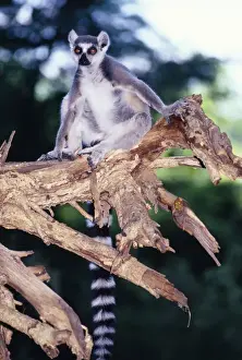 Lemur Prints: Ring-tailed Lemur - on branch