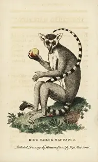 Ring-tailed lemur, Lemur catta