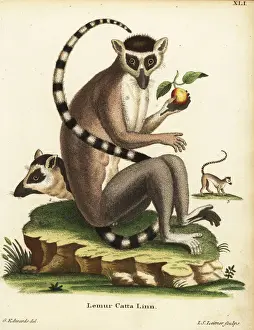 Lemur Prints: Ring-tailed lemur, Lemur catta. Endangered