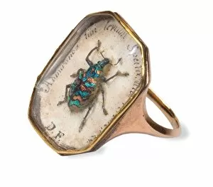 Curculionoidea Gallery: Ring with a weevil set in