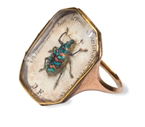 Curculionoidea Gallery: Ring with a weevil set in