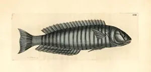 Wrasse Prints: Ring wrasse, Hologymnosus annulatus