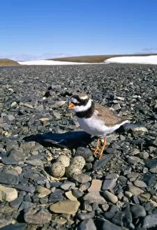 Pebble Gallery: RINGED PLOVER - typical nest in a pebble beach
