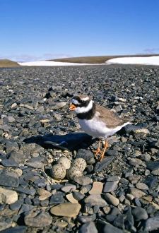 Pebble Gallery: RINGED PLOVER - typical nest in a pebble beach