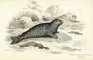 Carnivora Collection: Ringed seal, Phoca hispida